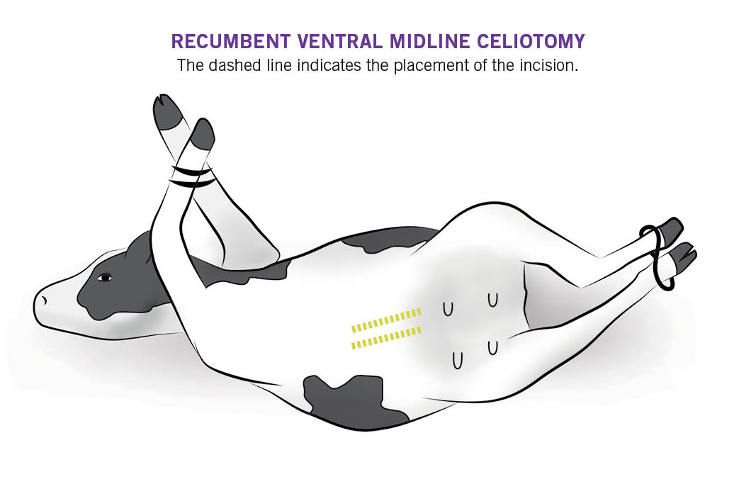 cesarean-selection-success-dairy-herd